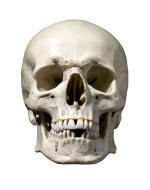 skull