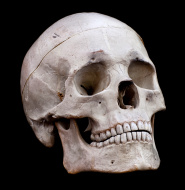 skull